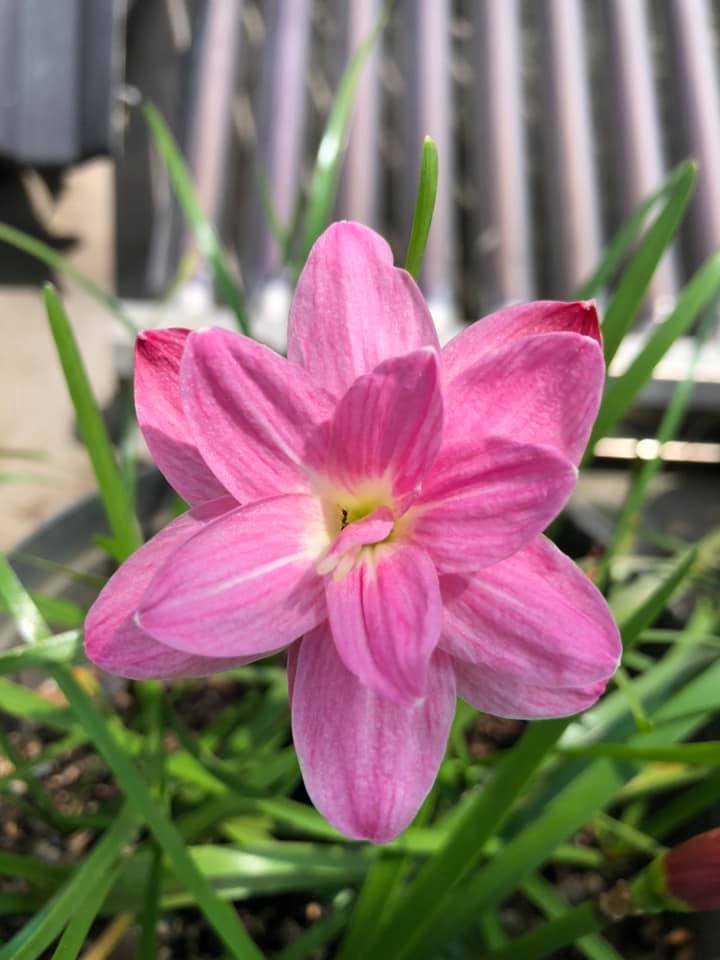 Củ huệ mưa Double Pink