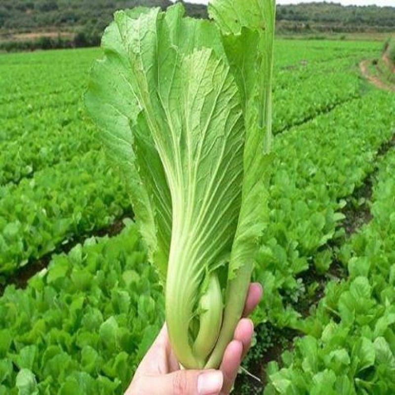 Hạt giống cải bẹ dưa, gói 20gr