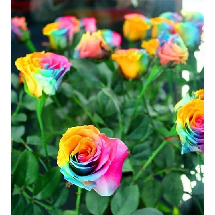 Hạt giống hoa hồng cầu vòng 20 hạt/gói