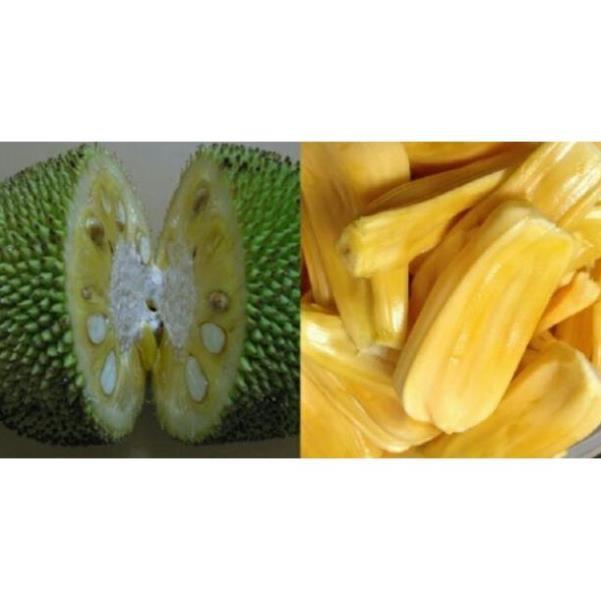 Sản phẩm MÍT THÁI SIÊU SỚM