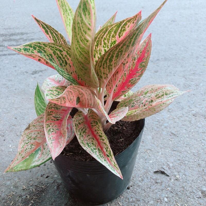 Cây Thịnh Vượng