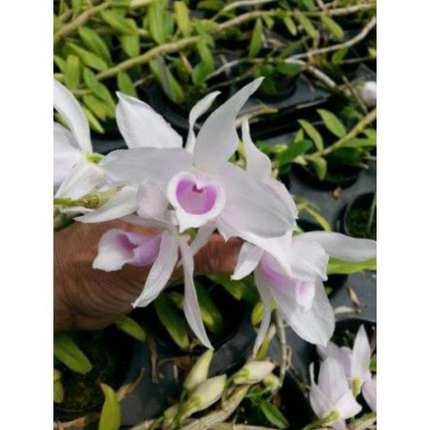 Sản Phẩm Hoa Lan Giả hạc 5ct Họng Hồng