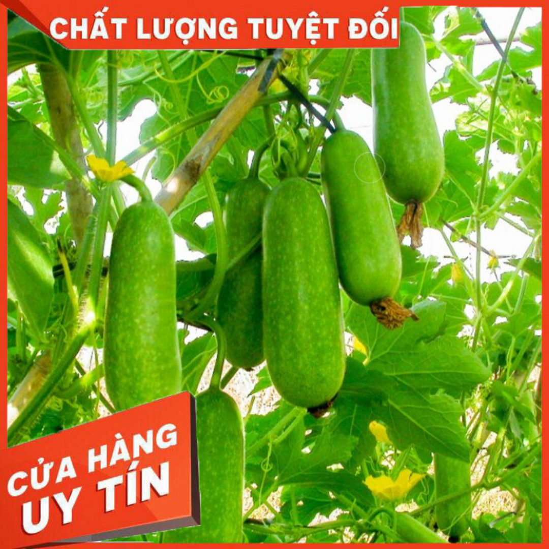 Hạt giống Bí Đao Chanh - nảy mầm cực chuẩn (15 hạt)