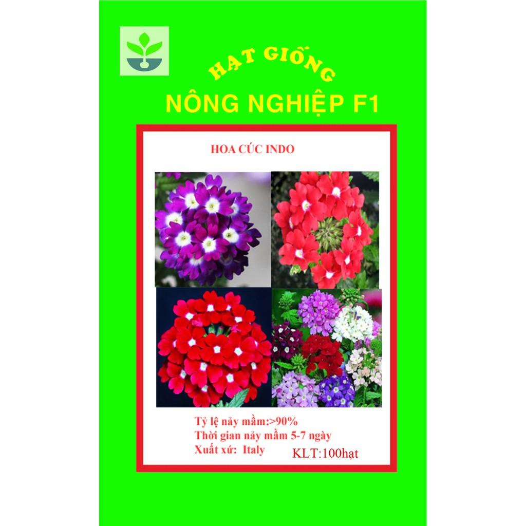 Gói 100 hạt giống cúc indo