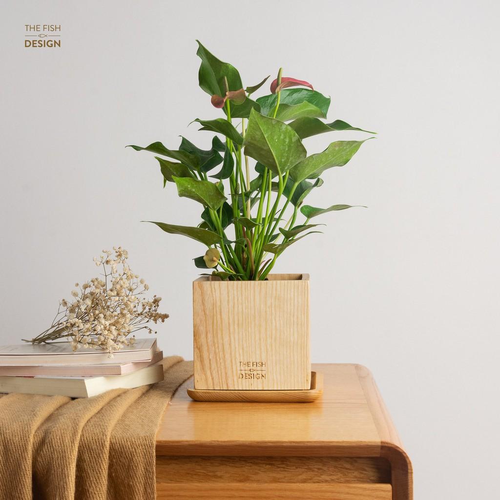 Chậu cây hồng môn | THE FISH SIZE L