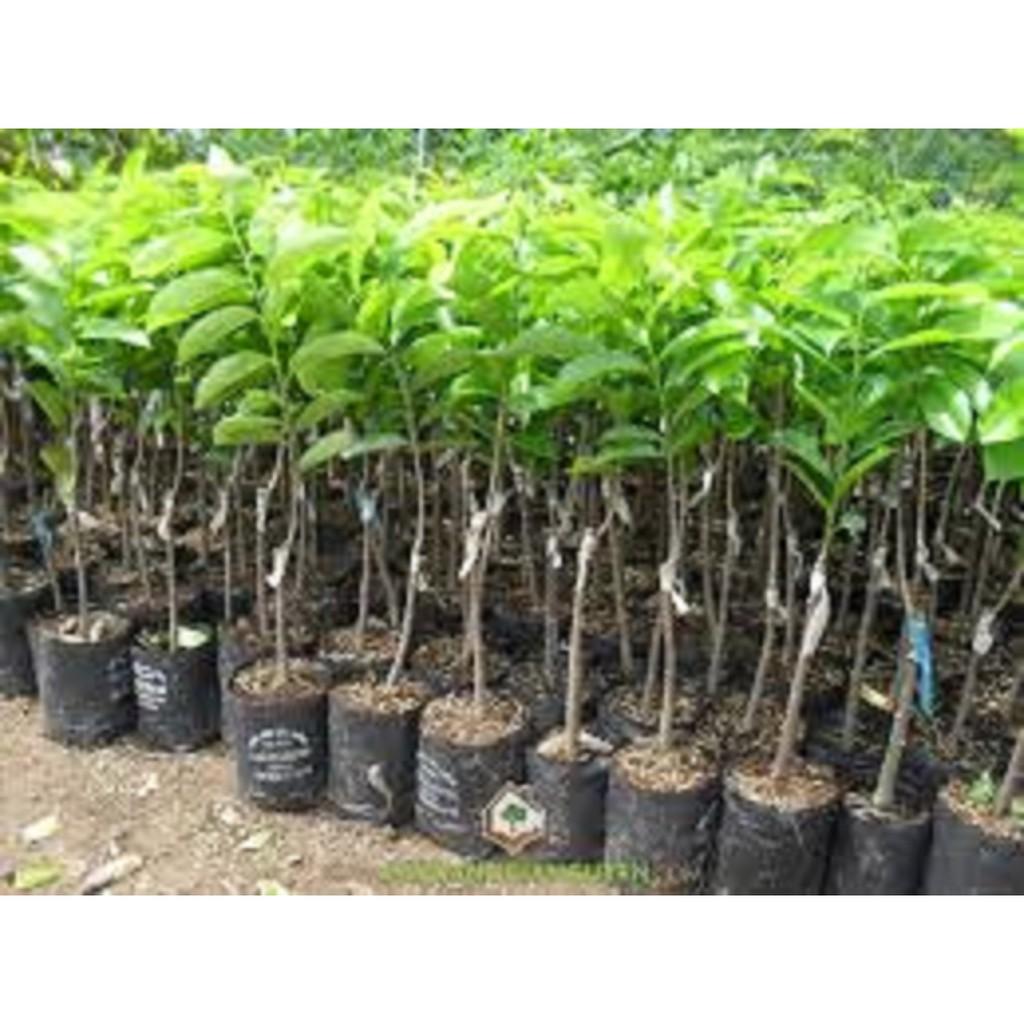 CÂY GIỐNG NA ĐÀI LOAN - GIỐNG F1
