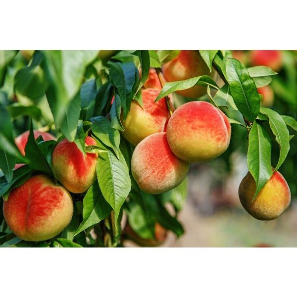 Cây giống đào Mỹ cực ngọt, cực to trồng trên đất Mộc Châu