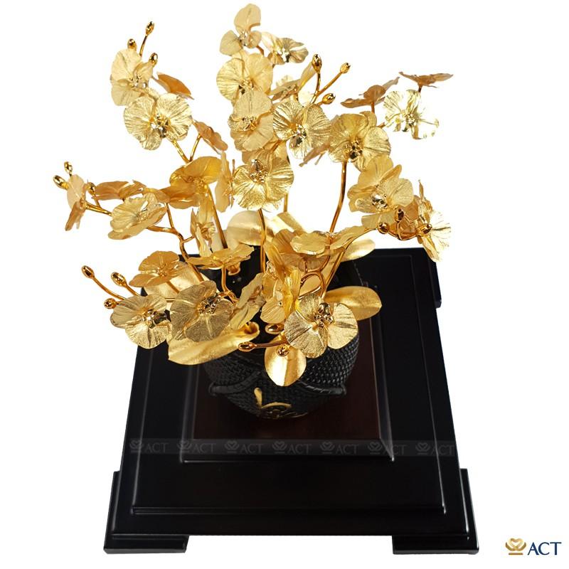 CHẬU LAN HỒ ĐIỆP 8 CÀNH