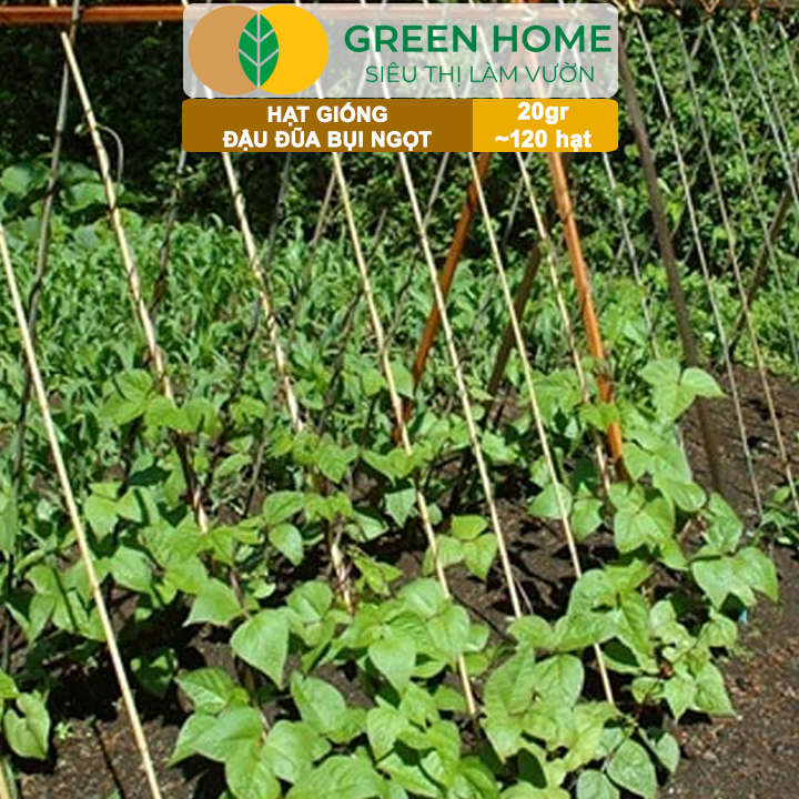 Hạt Giống Đậu Đũa Ngọt Lùn, Greenhome, Gói 20GR~120 hạt, Dễ Trồng Quanh Năm, Nảy Mầm Cao, T37