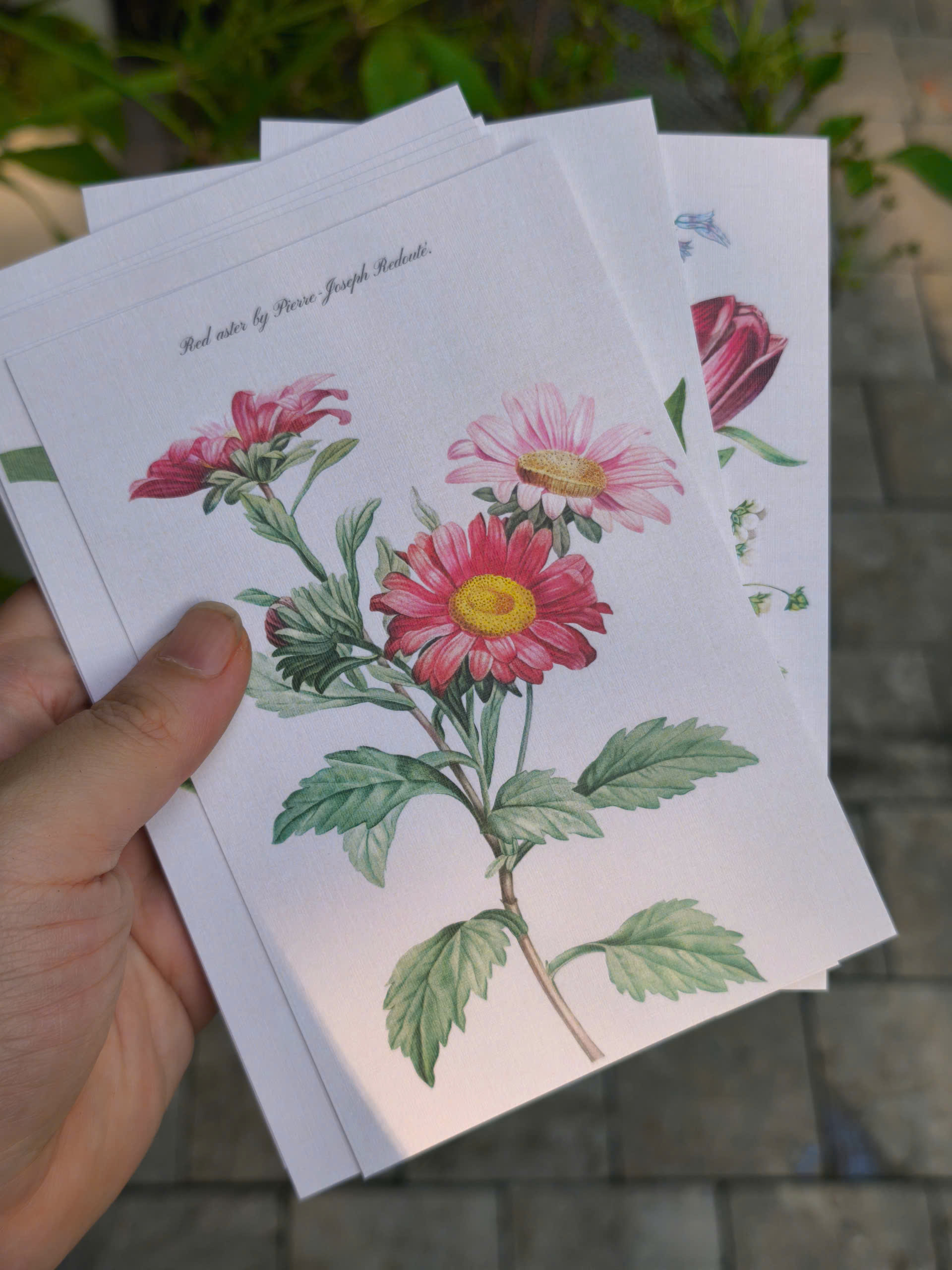 BỘ 100 POSTCARD PETALA & FOLIA - Minh Họa Thực Vật Nghệ Thuật - Giấy Mỹ Thuật 300g Cao Cấp - Nho Xanh