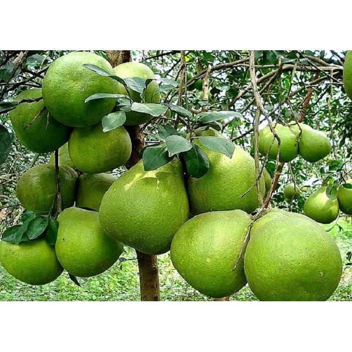 PHÂN BÓN KALI SIÊU NGỌT 1kg