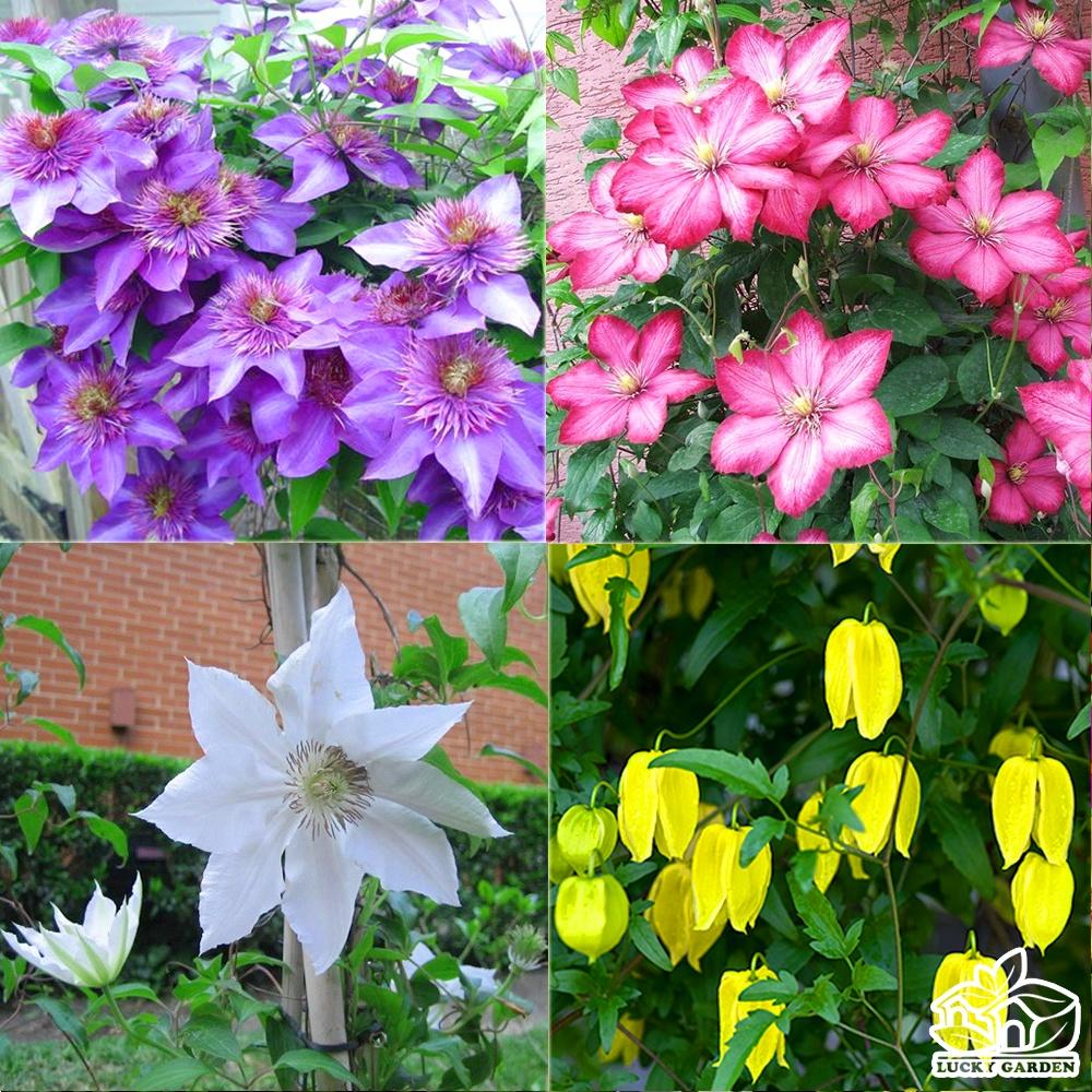 Củ giống hoa LEO ÔNG LÃO