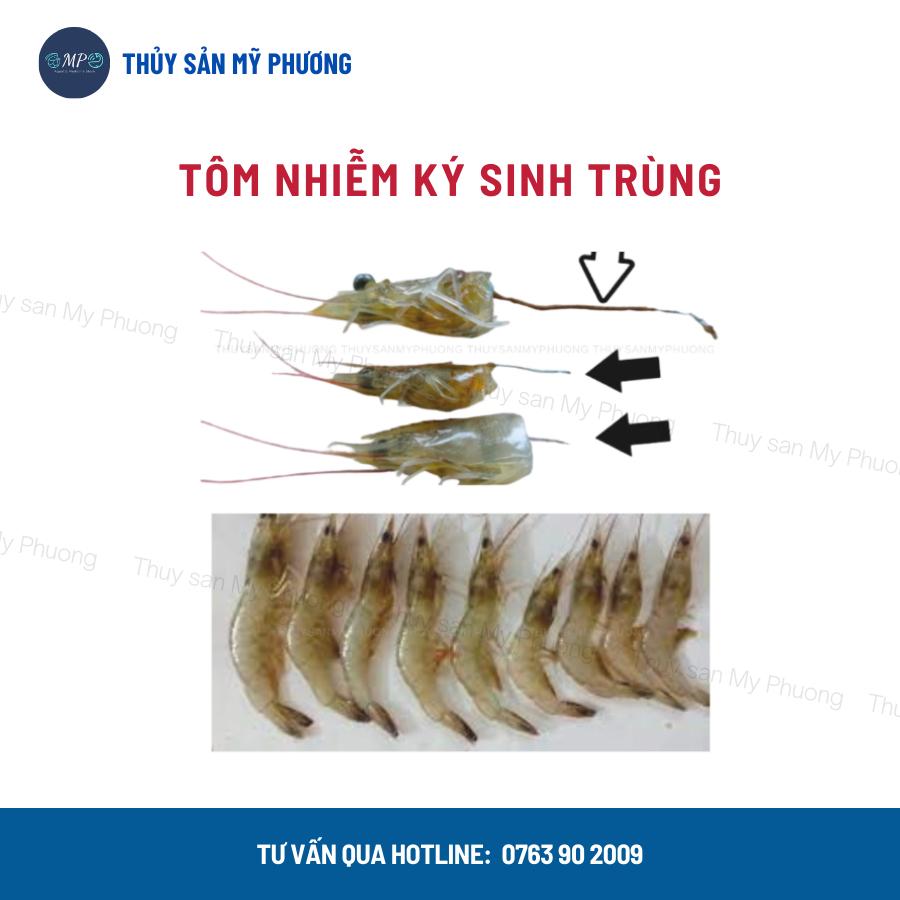 Xổ ký sinh trùng diệt nội ngoại ký sinh trùng Prazi xổ lãi giun nấm cho cá lươn ếch ốc ba ba tôm thẻ