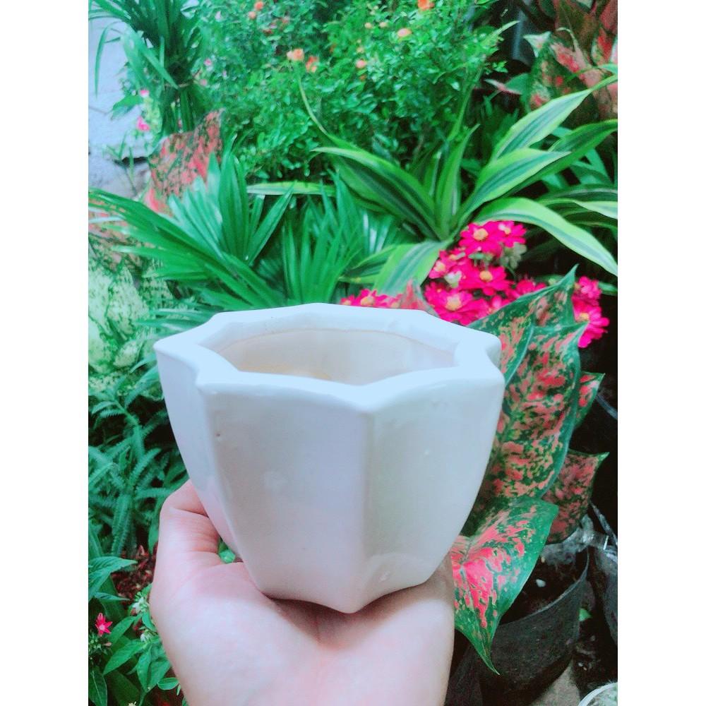 Chậu Trồng Cây