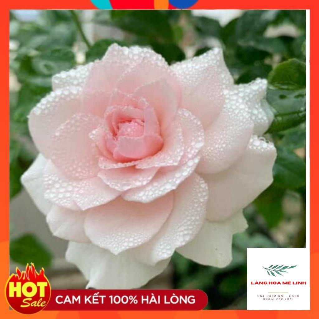 Hoa hồng Misaki Rose - Nếu bạn muốn chọn một giống hoa khỏe, sai hoa, dễ trồng , hoa màu hồng phấn