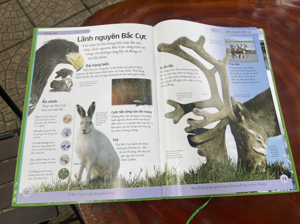 – BÁCH KHOA TỰ NHIÊN – MỞ MANG KIẾN THỨC KHƠI DẬY TIỀM NĂNG– tủ sách DK – Đông A – Bìa Cứng in màu toàn bộ