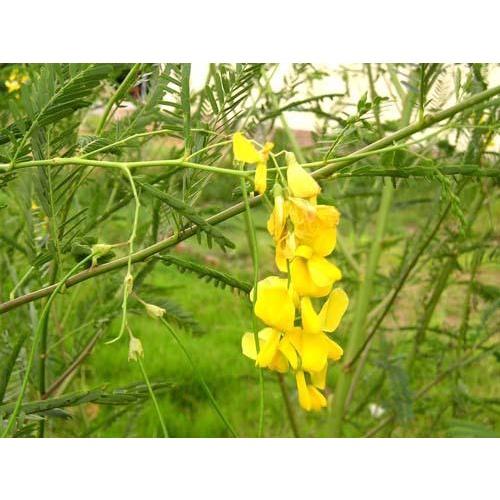 Hạt Giống Cây Bông Điên Điển KNS301 - gói 30 hạt