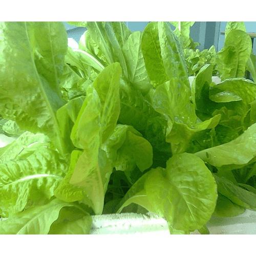 Hạt giống xà lách baby ăn non CT96 - Gói 10gram