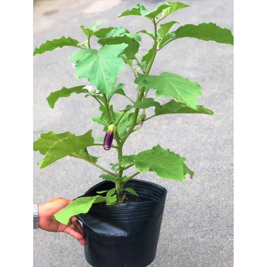 Chậu cây cà tím trái dài