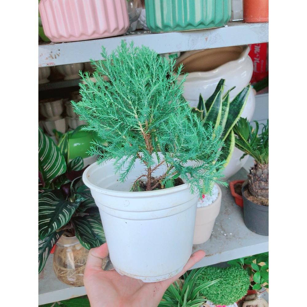 Chậu tùng bồng lai lá kim nhỏ