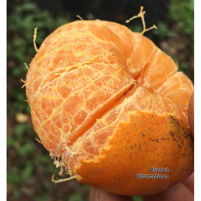 Cây giống Cam ĐƯỜNG Canh Siêu trái .