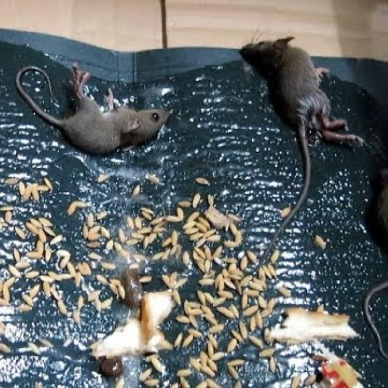 Keo dính chuột Đại Lộc siêu dính tái sử dụng nhiều lần không độc hại