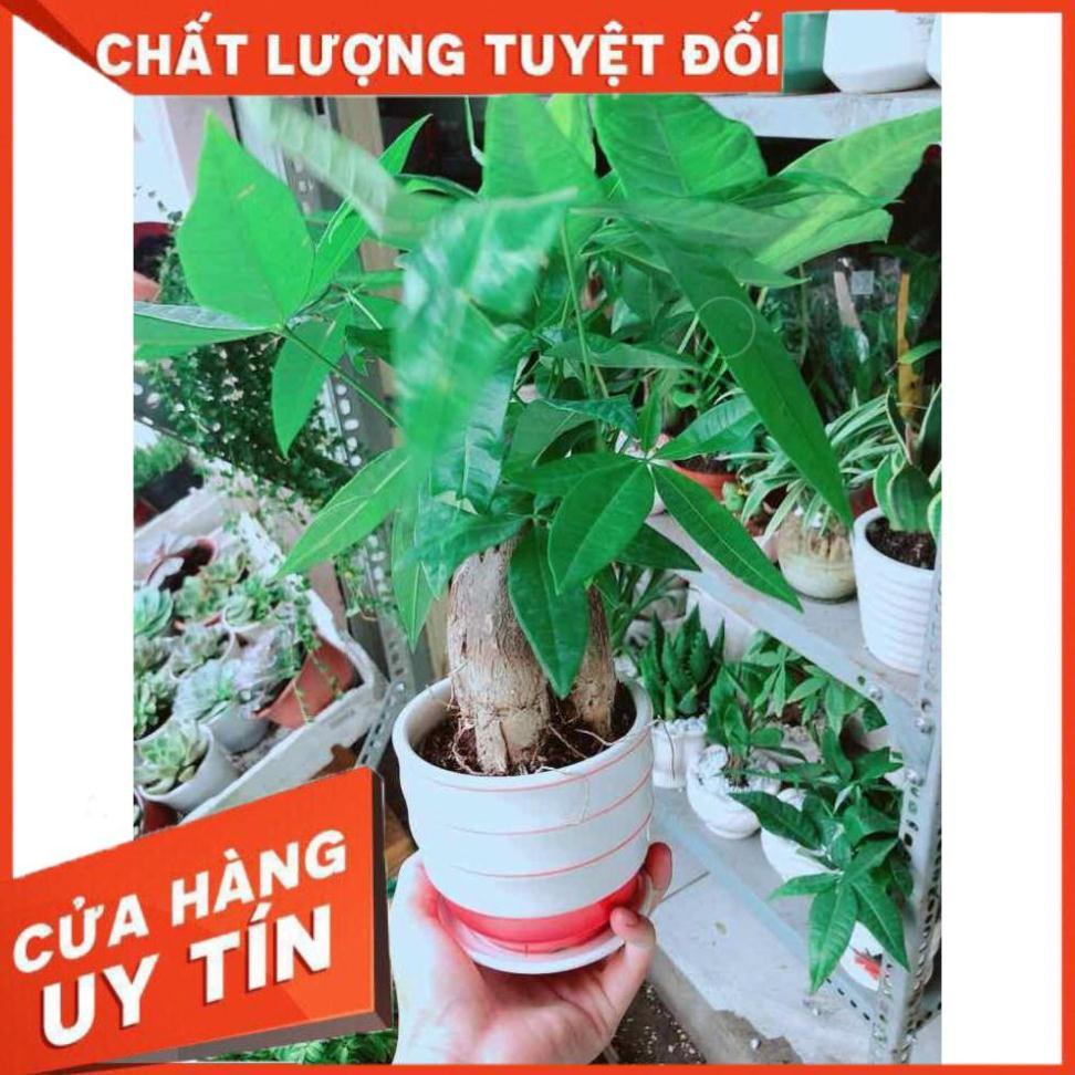 Chậu Kim Ngân 3 Thân Nhiều Người Mua