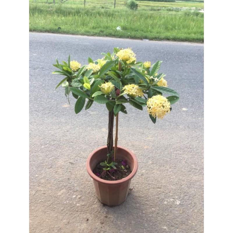 Mẫu đơn vàng như hình