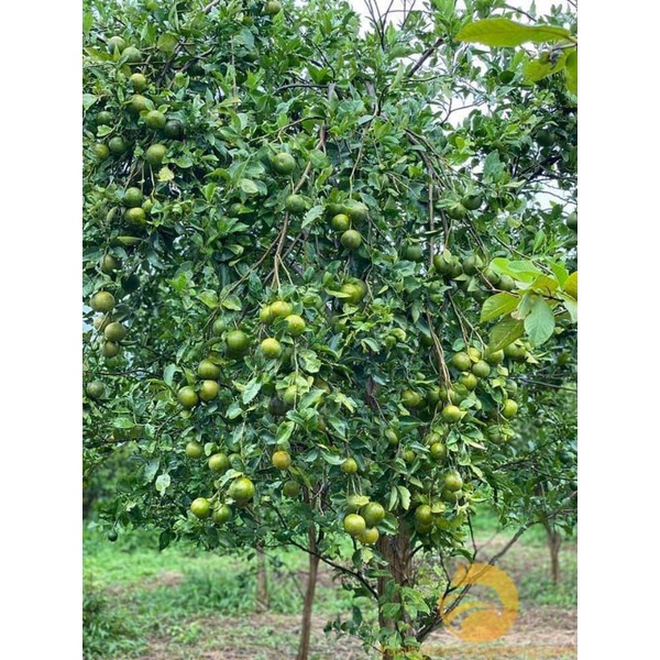 CÂY GIỐNG QUÝT ĐƯỜNG ÔN CHÂU (SIÊU SỚM