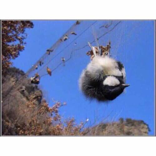 Lưới bẫy chim cu gáy cao 5m dài 10m - 50m mắt 6cm hàng thái lan cao cấp.