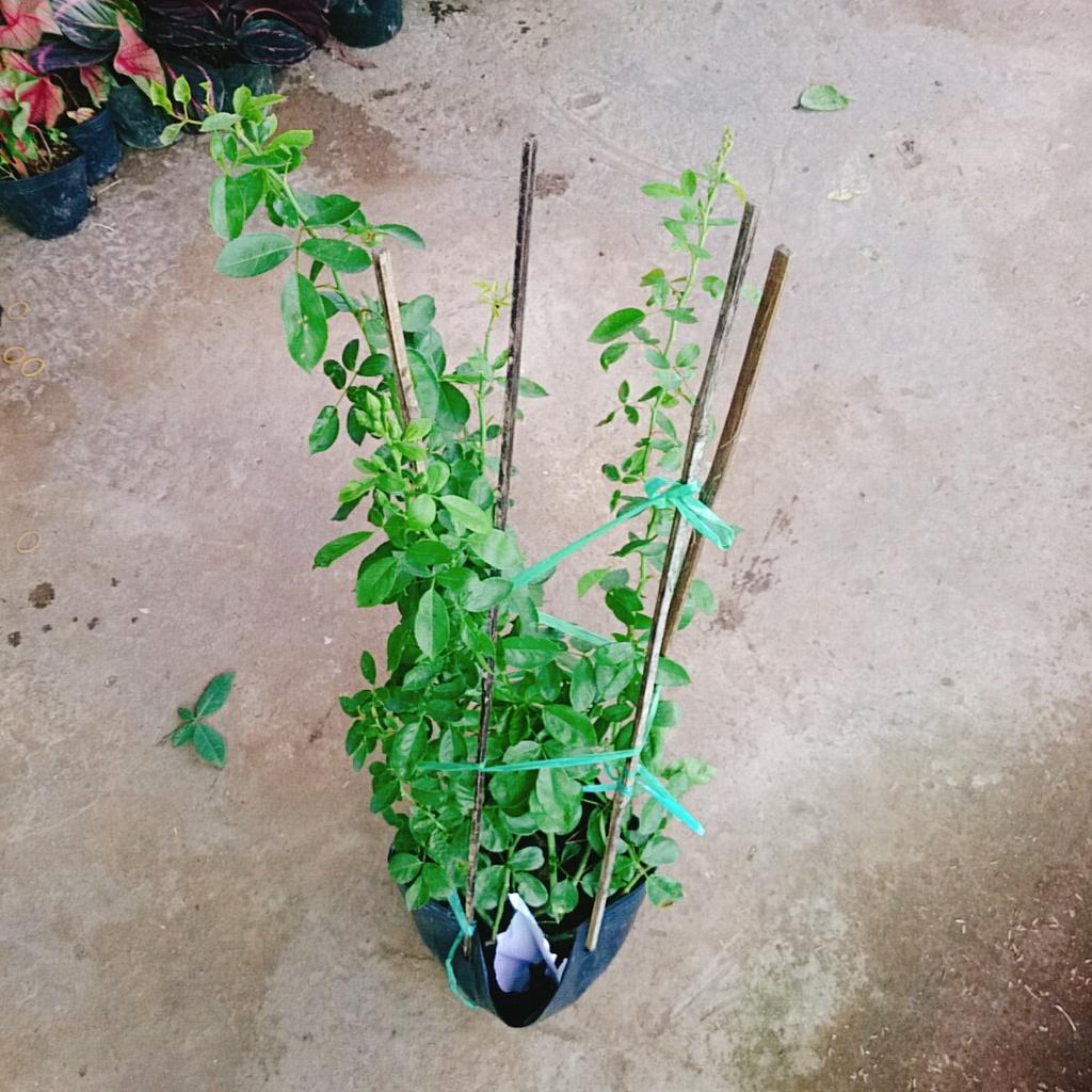 Hoa Hồng Ngoại Red Eden - cây cảnh vườn + tặng phân bón cho cây
