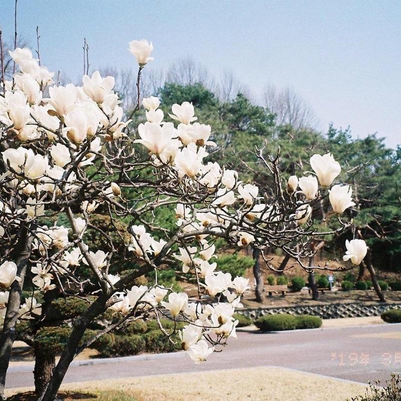 Cây giống hoa mộc lan màu Hồng và trắng.