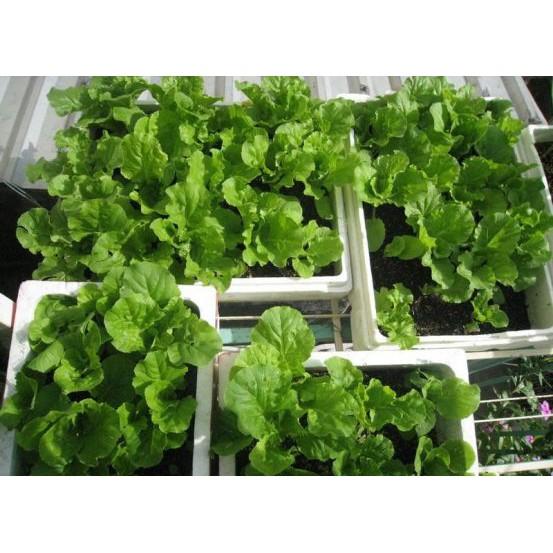 Gói 10g hạt giống cải bẹ dún