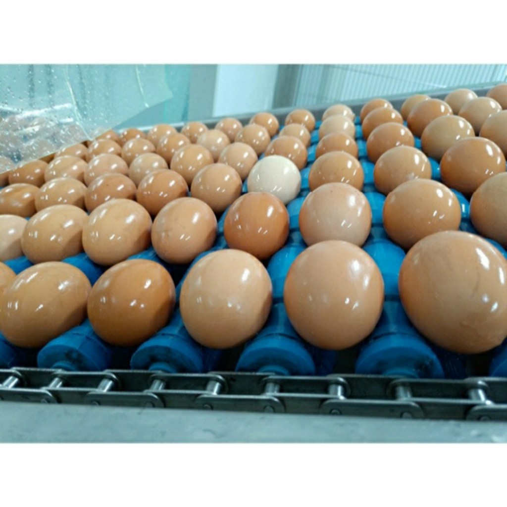 Lòng Đỏ Trứng Thanh Trùng Ovovita Chai 1kg - Nguyên Liệu Làm Bánh Và Dinh Dưỡng - Hàng Sản Xuất Có Sẵn Giao Ngay