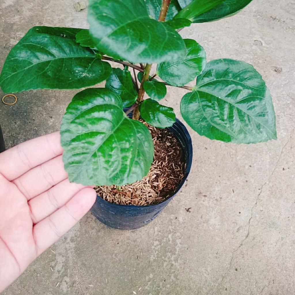 Hoa Dâm Bụt Thái - + tặng phân bón cho cây mau lớn