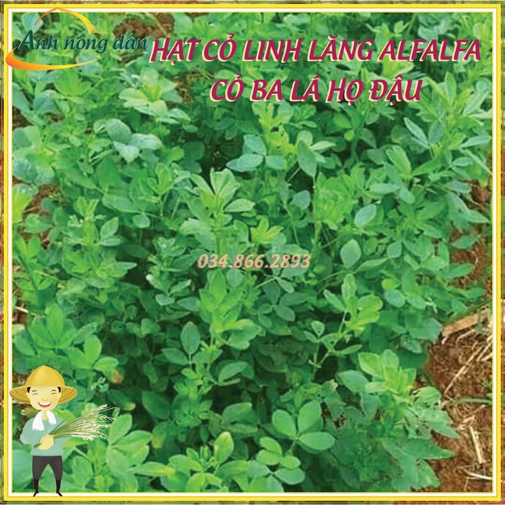 300g Hạt giống cỏ linh lăng Alfalfa - Hạt giống cỏ ba lá họ đậu