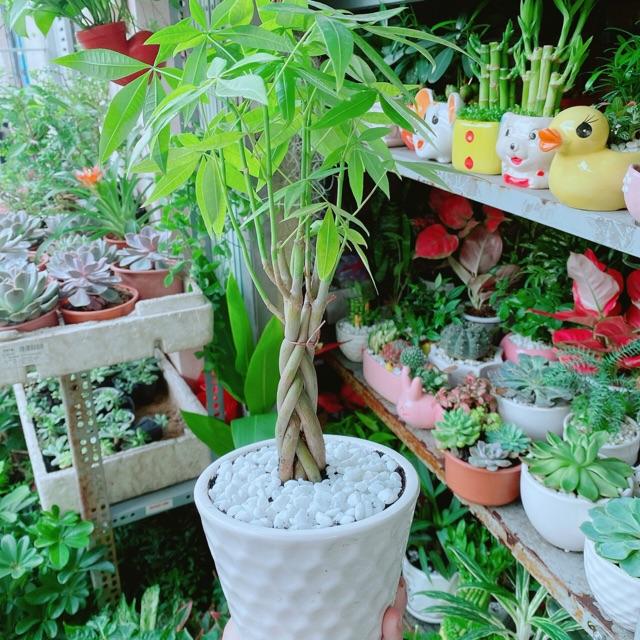 Chậu Kim Ngân Thắt Bính