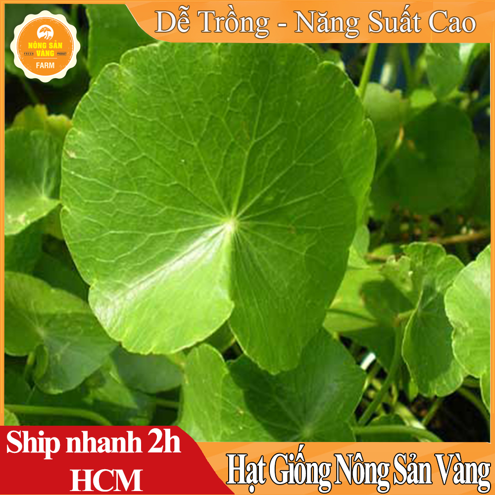 Hạt Giống Rau Má Tốt Cho Sức Khỏe, Phát Triển Nhanh, Lây Lan Mạnh, Chịu Úng Tốt Gói 1Gram - Nông Sản Vàng