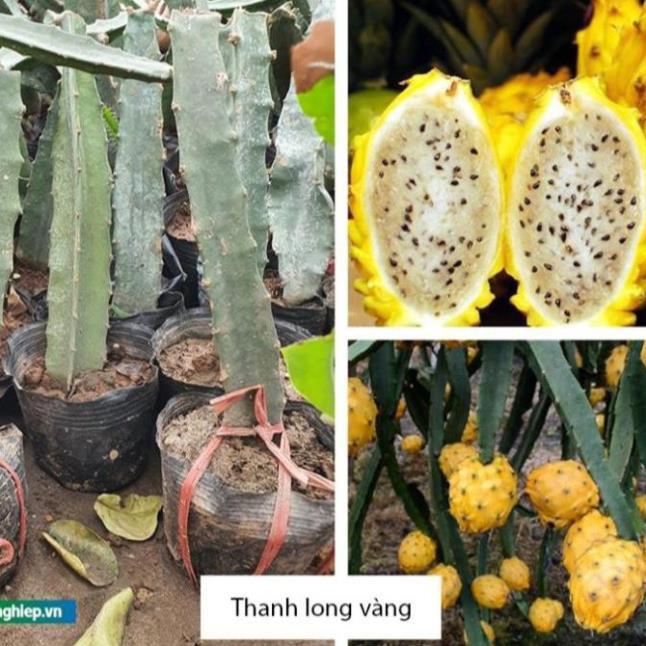 Cây giống thanh long vàng, cây thanh long vàng cao 45cm, 15 tháng cho quả