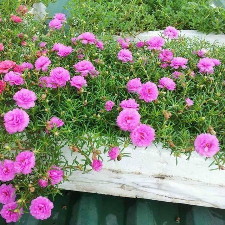Hạt giống hoa mười giờ