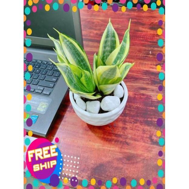Chậu Lưỡi Hổ Thái Vàng