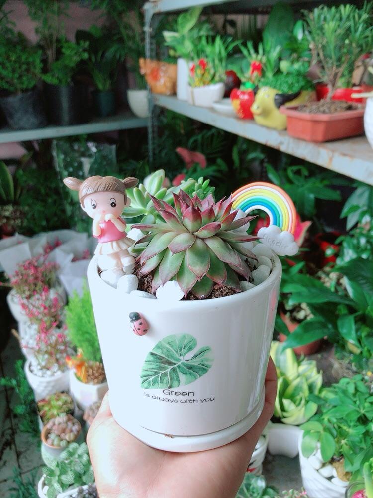 Chậu Sen Đá Tiểu Cảnh