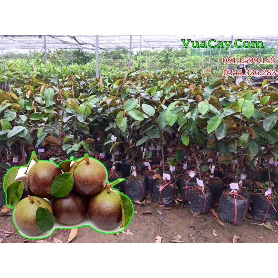 Cây giống vú sữa bơ hồng