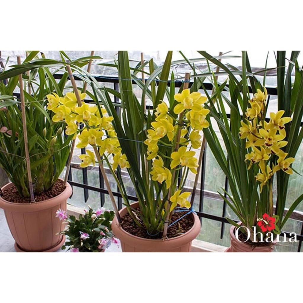 Đia lan hương cát cát cực thơm, hàng hoa tết, gửi nguyên chậu đi, hàng to đẹp - DLCCT