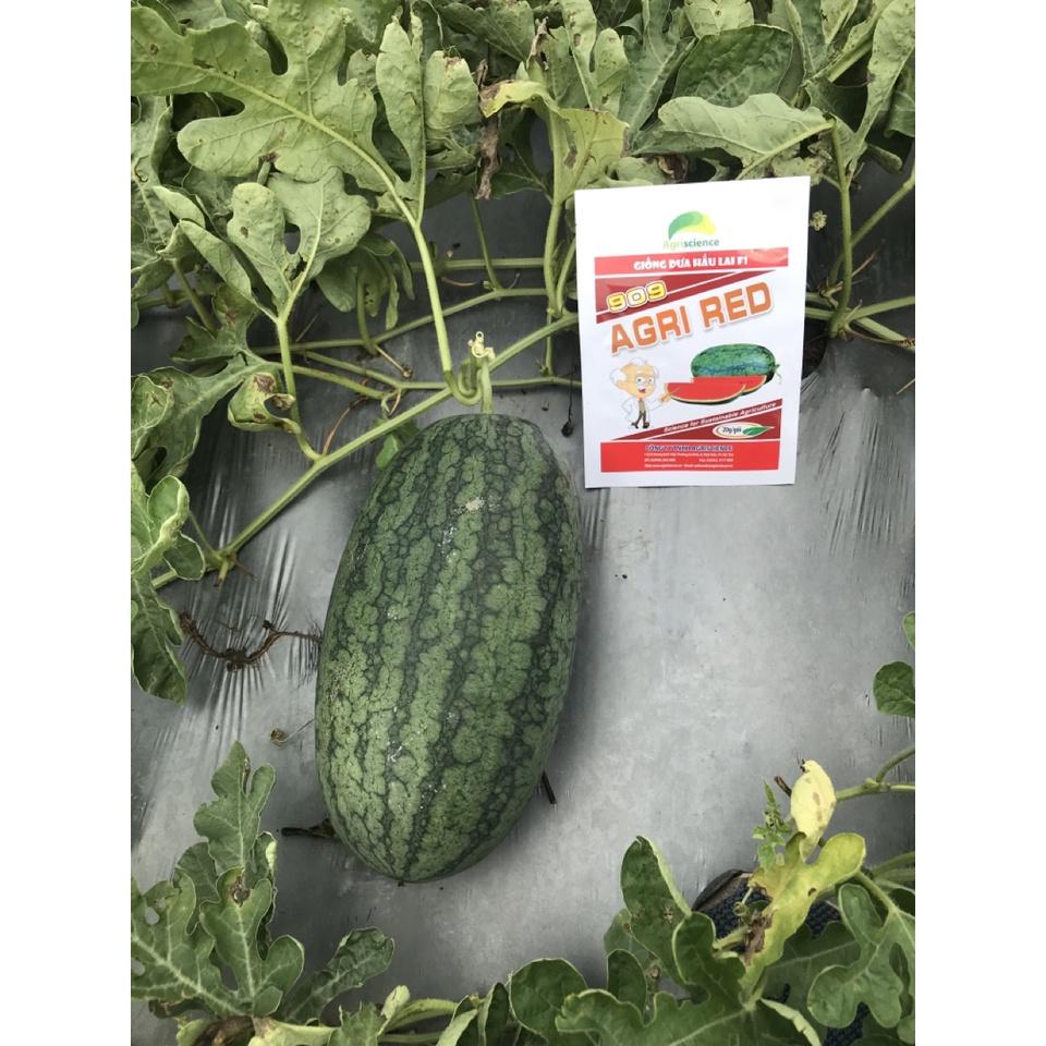 Hạt Giống Dưa Hấu Hắc Mỹ Nhân - Agri RED 909 -