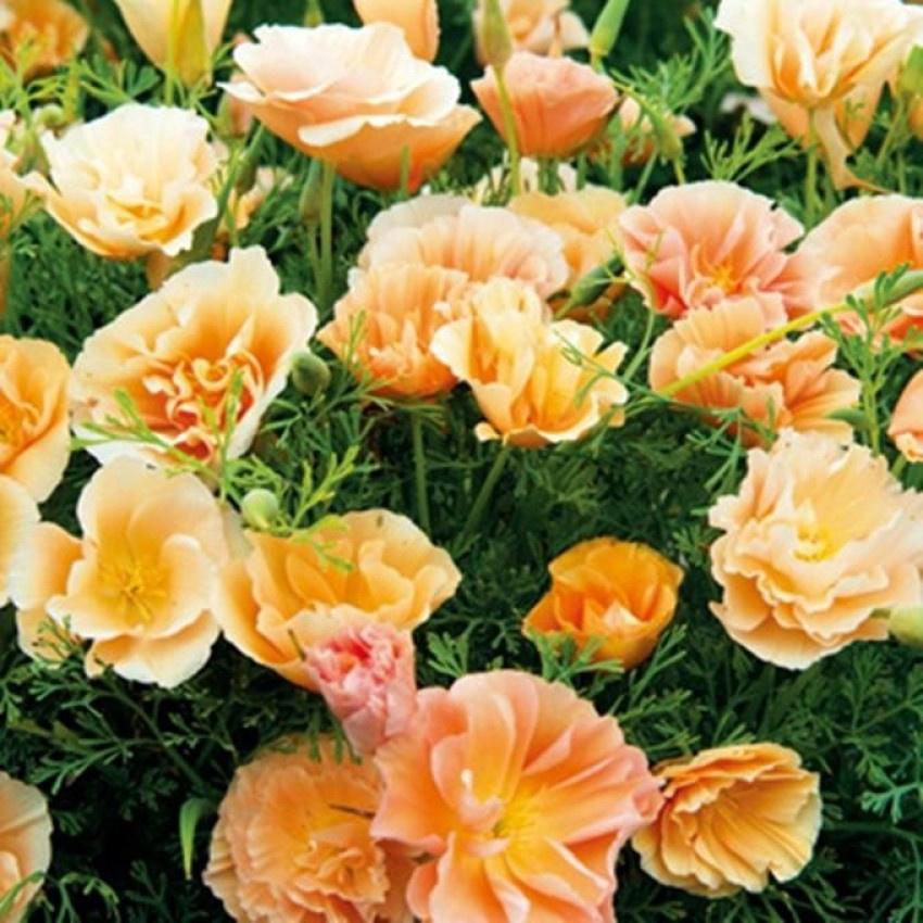 Hạt Giống Hoa Poppy Kép Mix Màu KNS3731 - Gói 50 hạt