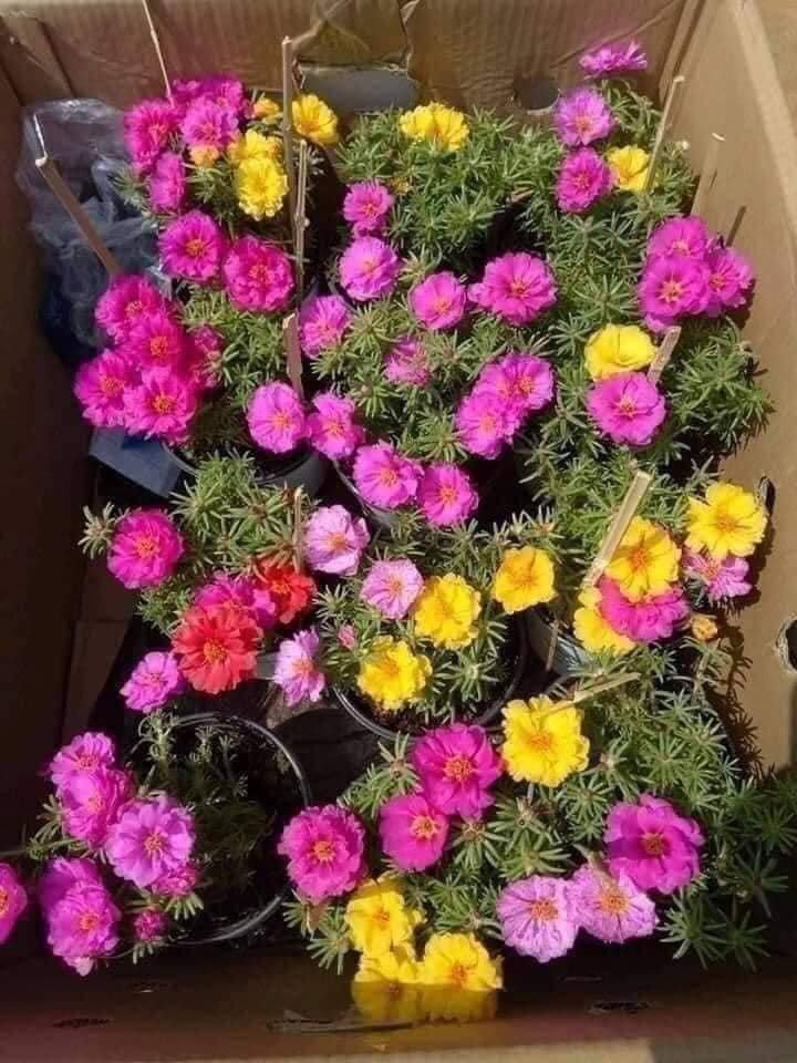 Hạt giống hoa mười giờ MỸ