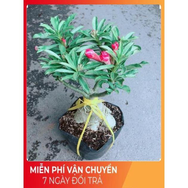 Cây Hoa Sứ Thái Kép