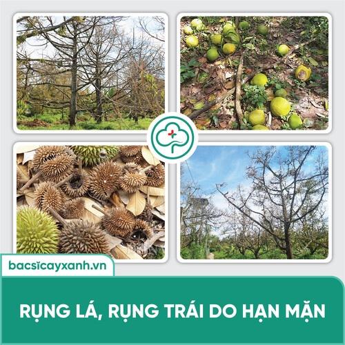 Chế phẩm xử lý đất nhiễm mặn, ra rễ thông mạch, xanh lá, tốt cây BS20 Sali 500ml NSX Bacsicayxanh