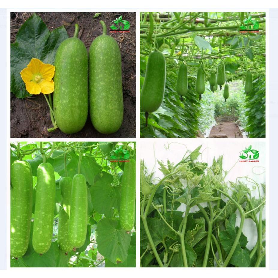 Combo 6 gói hạt giống ăn trái dễ trồng – tặng 1 gói kích mầm